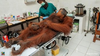 Karya Sandra Hoyn. Angelo, seekor orangutan jantan berusia 14 tahun, menunggu pemeriksaan medis di Program Konservasi Orangutan Sumatera di Sumatera Utara, Indonesia. Ia diselamatkan dari perkebunan kelapa sawit tempat ia ditembak dengan peluru logam. Pusat ini merawat dan merehabilitasi orangutan, mempersiapkan mereka untuk dilepasliarkan kembali. Indonesia memimpin produksi kelapa sawit global, yang sering dikaitkan dengan deforestasi skala besar. Hilangnya habitat akibat perkebunan dan kebakaran hutan telah mendorong orangutan menuju kepunahan, sehingga upaya konservasi sangat penting untuk kelangsungan hidup mereka. Foto: HIPA