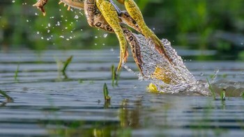 Karya Sk Yunus Ali. Setelah semalaman hujan deras, ladang di dekat rumahku dipenuhi dengan suara katak banteng yang dalam dan berirama. Terpikat oleh suara itu, aku mengambil kamera Canon 7D Mark II-ku dan bergegas keluar, berharap dapat mengabadikan momen unik—katak yang melompat di tengah perkawinan. Itu tidak mudah. Mereka cepat, fokusnya sulit, dan akhirnya aku mengambil hampir seribu foto. Kameraku akhirnya basah kuyup, mulai mengalami kerusakan, dan sayangnya mati sebelum aku bisa mendapatkan bingkai yang tepat seperti yang kubayangkan—foto tampak depan dari lompatan mereka. Namun demikian, gambar ini tetap menjadi salah satu favoritku. Mungkin bukan foto sempurna yang kucari, tetapi foto ini memiliki tempat khusus karena usaha, momen, dan keajaiban pagi yang hujan itu. Foto: HIPA