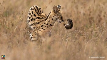 Karya Alessandro Beconi. Seekor serval berburu di rerumputan tinggi Tanzania, bergerak dengan presisi dan kesabaran. Menggunakan telinganya yang besar untuk mendeteksi mangsa yang tersembunyi, kucing kecil ini mengintai hewan pengerat dengan kehati-hatian yang luar biasa. Pertemuan singkat dan dramatis antara predator dan mangsa terekam, menyoroti kelincahan, fokus, dan keterampilan naluriah serval di habitat savana alaminya. Foto: HIPA