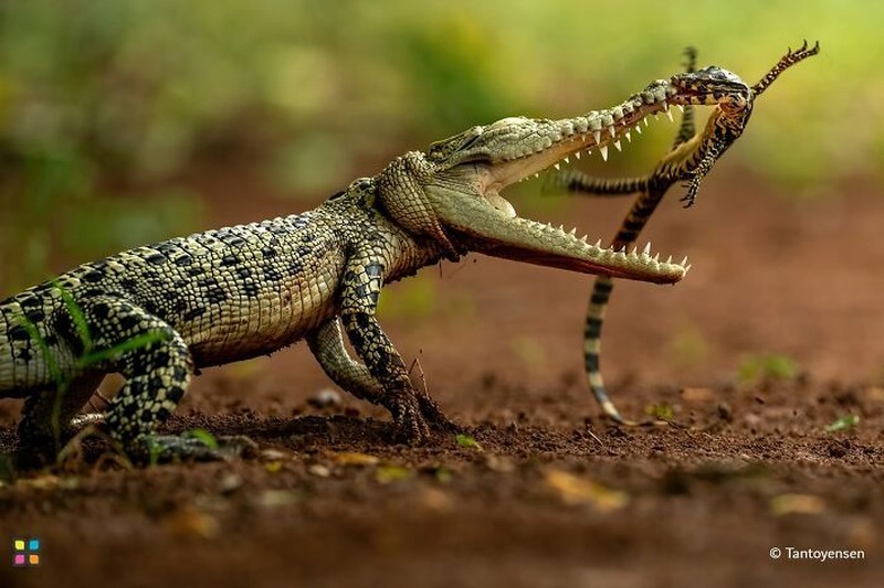 Jawara Hamdan International Photography Award (HIPA)