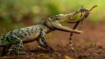 Karya Tantoyensen. Seekor buaya mencengkeram seekor biawak di rahangnya di tepi sungai. Kekuatan dan gigi sang predator terlihat jelas, sementara biawak tersebut berjuang dengan anggota tubuhnya yang terentang. Pertemuan seperti ini jarang terjadi tetapi dapat terjadi di tempat di mana wilayah dan sumber makanan saling tumpang tindih. Gambar ini merekam momen singkat dan intens dari perburuan, yang mencerminkan tuntutan untuk bertahan hidup dan keseimbangan antar spesies di lingkungan yang sama. Foto: HIPA