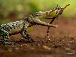 Foto-foto Terbaik HIPA yang Bikin Takjub, Ada dari Indonesia