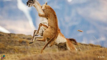 Karya Yu Shi. Torres Del Paine di Chili terkenal dengan pemandangannya yang menakjubkan, tetapi juga merupakan rumah bagi predator ganas—puma. Makhluk agung ini terutama memakan guanaco. Namun, tingkat keberhasilan berburu puma tidak terlalu tinggi, terutama untuk puma betina, yang bergantung pada kelimpahan guanaco di wilayah tersebut untuk kelangsungan hidup mereka. Seekor puma betina terlihat mengintai seekor guanaco, anak-anaknya mengikuti di dekatnya. Ia melompat, hampir menggigit lehernya, tetapi guanaco itu secara ajaib melarikan diri. Foto: HIPA