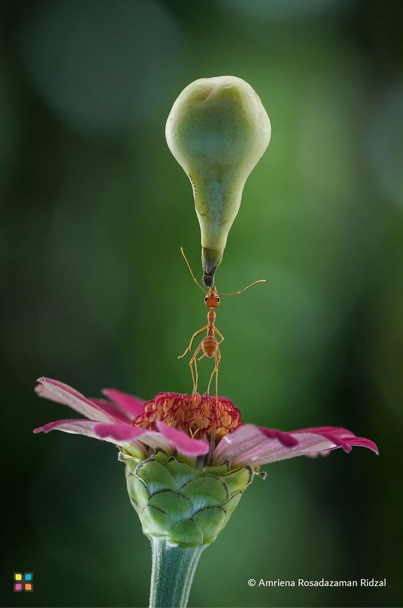 Jawara Hamdan International Photography Award (HIPA)
