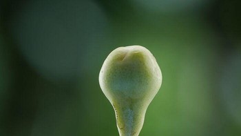 Amrijena Rosadzaman Ridzal. Seekor semut penenun, Oecophylla smaragdina, menyeimbangkan diri di atas bunga sambil membawa buah yang jauh lebih besar dari dirinya. Spesies arboreal ini dikenal karena membangun sarang dengan menenun daun bersama-sama dengan sutra yang dihasilkan oleh larvanya dan karena kekuatan angkutnya yang luar biasa. Foto ini menangkap momen singkat keseimbangan dan usaha, mengungkapkan kemampuan luar biasa dari serangga kecil dan ketahanan tenang yang ditemukan di seluruh dunia alami. Foto: HIPA