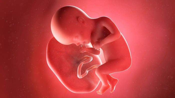 Plasenta adalah organ sementara yang berkembang di dalam rahim selama kehamilan dan menopang kehidupan di dalam kandungan. (Sebastian Kaulitzki/Science Photo Library)