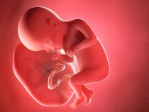 Geger Penyelundupan Plasenta Bayi untuk Bahan Baku Obat Awet Muda