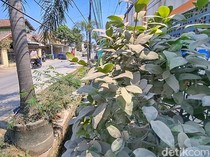 Heboh Polusi Debu Bak Salju di Bandung, Warga Keluhkan Sesak Napas