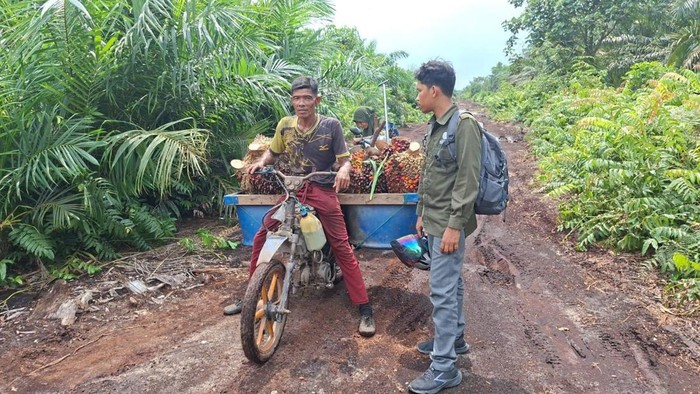 Harimau Nyaris Terkam Pelangsir Sawit di Siak, Selamat Setelah Tancap Gas Motor