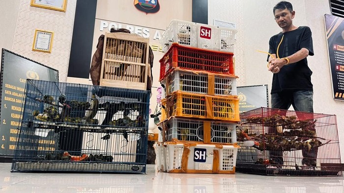 Ratusan ekor burung yang disita dari pelaku.