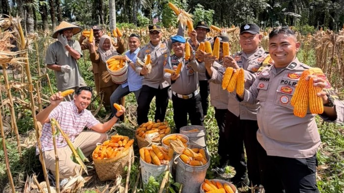 Polsek Bukit Raya panen 1 ton jagung di lahan seluas 0,5 hektar milik kelompok tani binaan Polri, Selasa (21/7/2026).