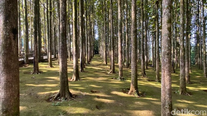 Potensi wisata di Desa Pancawati, Kabupaten Bogor