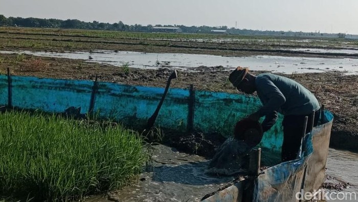 Seorang petani di Jatibarang Indramayu memeriksa sawahnya.