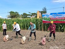 Perkuat Hilirisasi Jagung, Pemkab Jember-UKRI Luncurkan Inkubator Agribisnis