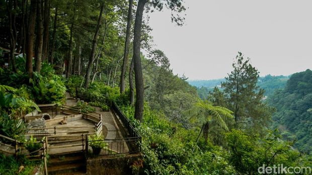 Daong Hutan Pinus Daong Hutan Pinus