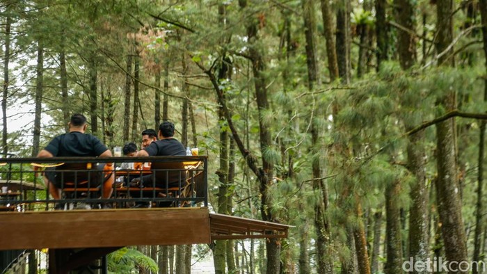 Daong Hutan Pinus