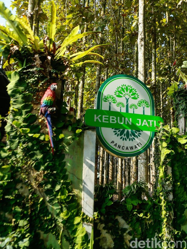Desa Pancawati Bertransformasi Jadi Destinasi Wisata Unggulan
