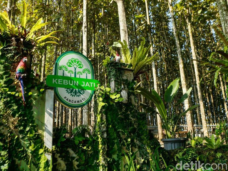 Desa Pancawati Bertransformasi Jadi Destinasi Wisata Unggulan