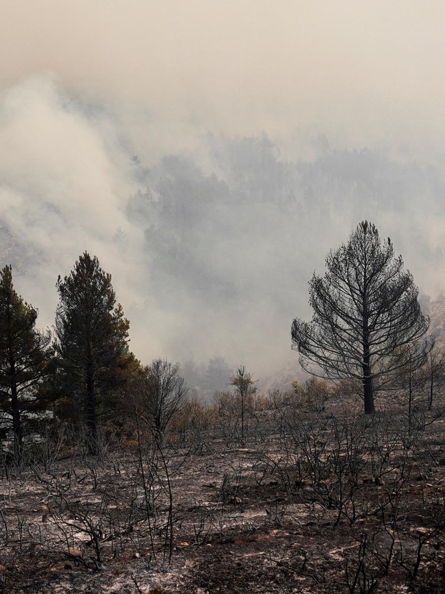 Hutan Spanyol Jadi Gundul Dilalap Kebakaran Terbesar