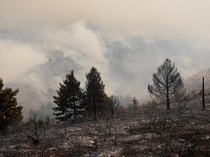 Hutan Spanyol Jadi Gundul Dilalap Kebakaran Terbesar