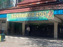 Eks Dirut Korupsi Uang Pakan Rp 10,2 Miliar, Bagaimana Nasib Satwa KBS?
