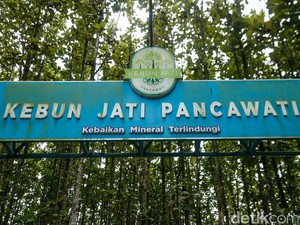 Kebun Jati Cantik di Bogor Ini Cocok buat Healing