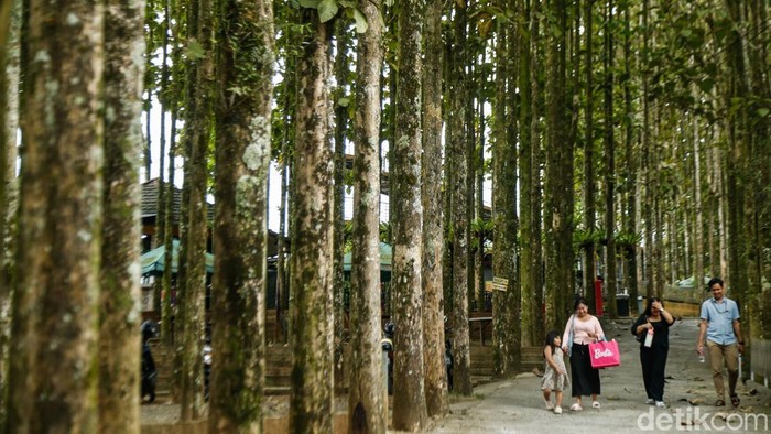 Desa Bertabur Tempat Wisata 
