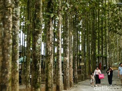 Desa Bertabur Tempat Wisata 