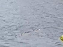 Geger Buaya Sepanjang 3 Meter Muncul di Permukaan Bengawan Solo Gresik