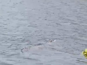 Geger Buaya Sepanjang 3 Meter Muncul di Permukaan Bengawan Solo Gresik