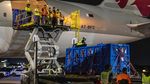 Misi Penyelamatan 30 Paus Beluga Resmi Dimulai