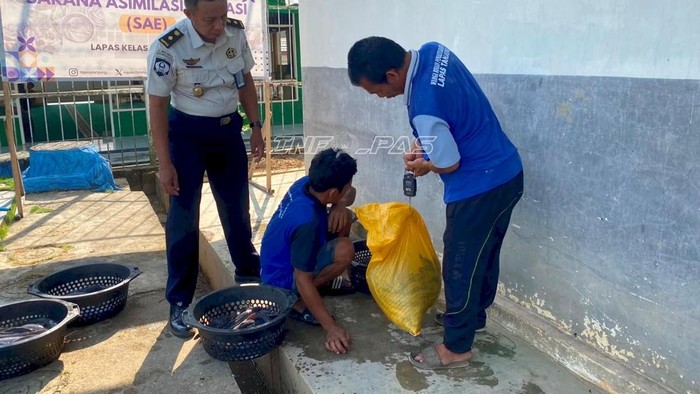 napi budidaya lele