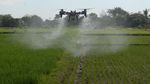 Petani Boyolali Andalkan Drone Lawan Hama Wereng