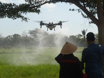 Petani Boyolali Andalkan Drone Lawan Hama Wereng