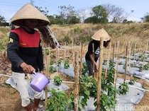 Petani di Mundu Cirebon Tinggalkan Padi demi Bertahan Saat Kemarau