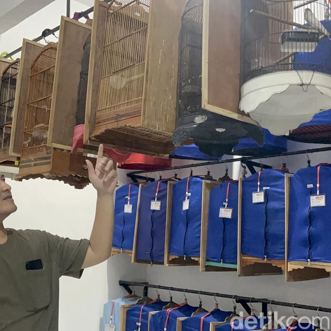 Berawal dari Hobi, Ternak Murai Batu Pria Surabaya Tembus Pasar Luar Negeri