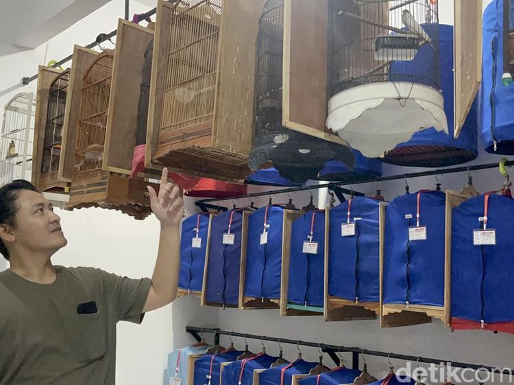 Berawal dari Hobi, Ternak Murai Batu Pria Surabaya Tembus Pasar Luar Negeri
