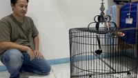 Biaya mastering dipatok Rp 400 ribu per bulan untuk anakan dan Rp 500 ribu untuk burung remaja maupun dewasa. Masa pendidikan berlangsung enam hingga tujuh bulan untuk anakan, sedangkan burung remaja sekitar tiga hingga empat bulan.