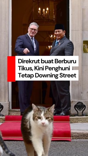Video: Si Kucing Larry, Penghuni Tetap Downing Street