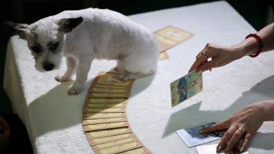 Bukan Cuma Manusia, Anabul Kini Ikut Baca Tarot di Korea Selatan
