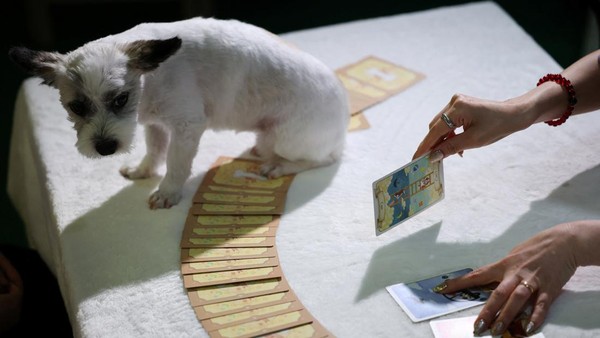 Bukan Cuma Manusia, Anabul Kini Ikut Baca Tarot di Korea Selatan