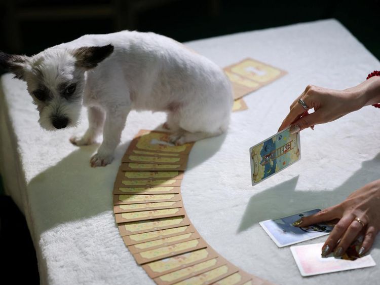 Bukan Cuma Manusia, Anabul Kini Ikut Baca Tarot di Korea Selatan