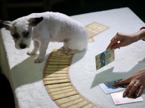 Bukan Cuma Manusia, Anabul Kini Ikut Baca Tarot di Korea Selatan