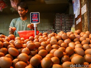 Video: Biaya Pakan Naik Tapi Harga Telur Anjlok, Peternak Mengadu ke DPR
