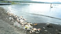 Misteri Ikan Mati Massal di Danau Batur Bali Diungkap BRIN