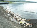 Misteri Ikan Mati Massal di Danau Batur Bali Diungkap BRIN