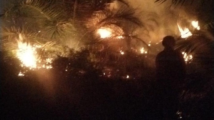 Kebun Sawit di Kobar Ludes Terbakar