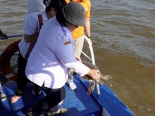 Usai Jalani Rehabilitasi, Penyu Sisik Terjerat Jaring Nelayan Dilepas ke Laut