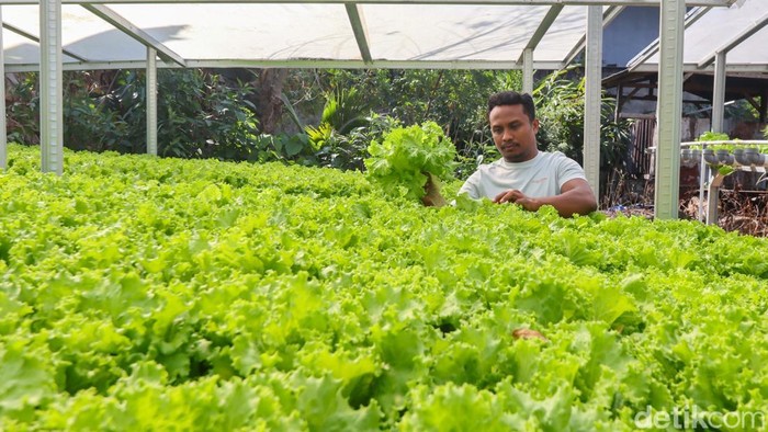 Pemanfaatan pertanian hidroponik di Labuan Bajo Petani merawat tanaman selada air yang ditanam dengan teknik hidroponik di Labuan Bajo, Manggarai Barat, Nusa Tenggara Timur (NTT), Kamis (23/7/2026). Petani di kawasan tersebut mengembangkan pertanian hidroponik di lahan seluas 9x15 meter dengan kapasitas 1.400 lubang tanam yang mampu menghasilkan sekitar tiga kwintal selada setiap panen dalam waktu 1,5 hingga dua bulan untuk memasok kebutuhan hotel, restoran, kafe hingga kapal wisata di destinasi pariwisata super prioritas (DPSP) Labuan Bajo. ANTARA FOTO/Gecio Viana/sgd/wsj.