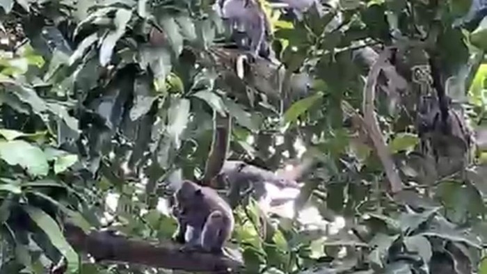 Penampakan tiga ekor monyet yang masuk ke lingkungan SMP Negeri 1 Sleman, Rabu (22/7/2026) siang.